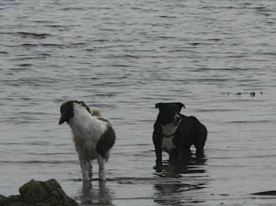 Doggies on Rhosneigr Broad Beach Anglesey