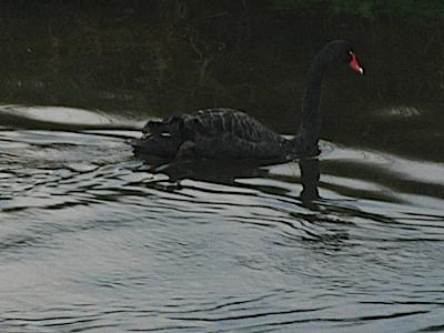 Anglesey Black Swan