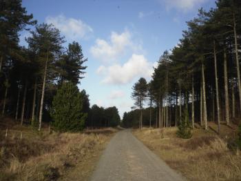 Newborough Forest Road Down To Llanddwyn Island