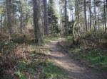 newborough-forest-path-anglesey-350px