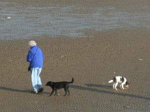 Beach Time for  
Doggies