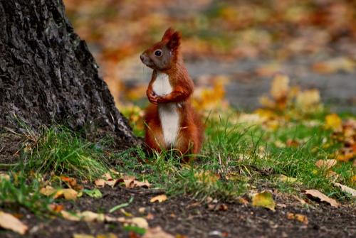 Anglesey Red Squirrels
