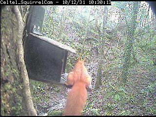 Anglesey Red Squirrel Project Anglesey Red Squirrel Project