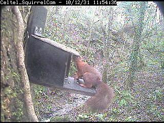Anglesey Red Squirrels Webcam