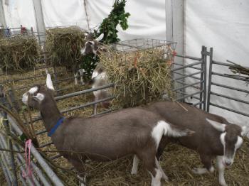 Anglesey 
Show