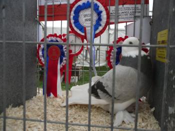 Anglesey 
Show