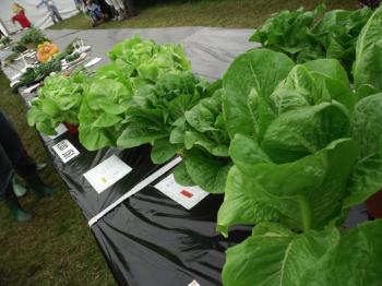 Anglesey 
Show