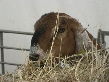 Anglesey Show 2011