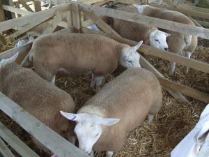 Anglesey Show First Response