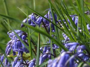 www.anglesey-hidden-gem.com -  Spring Bluebells