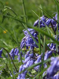Spring Bluebells Anglesey Hidden Gem
