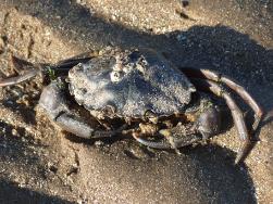 Cable Bay , Rhosneigr - Termionally Stunned Crab
