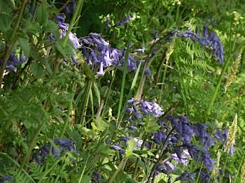 Anglesey Blue Bells