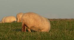 Burrowing Sheep
