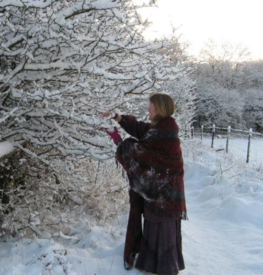 Collecting snow from wild crab apple