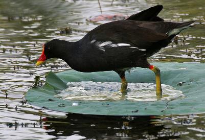 Common Moorhen ''Gallinula chloropus'' in a ''Nelumbo nucifera'' Indian Lotus pond at Lotus Pond, Hyderabad, India by J.M.Garg