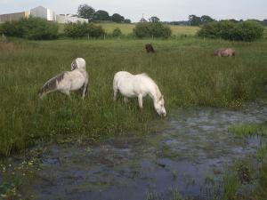 Cors Bodeilio Fen, Talwrn, Anglesey Hidden Gem.com