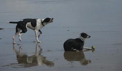 Best Mates on Broad Beach at Rhosneigr, Anglesey