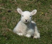 Dulas Cute Lamb