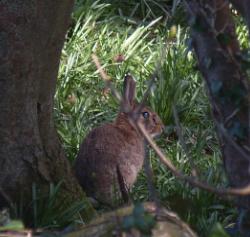 Llys Dulas Camouflaged Rabbit