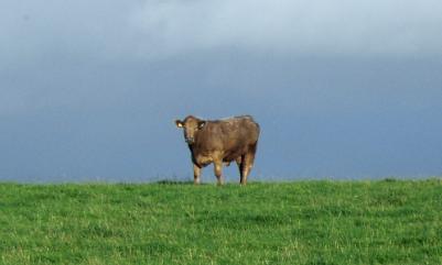 Llansadwr Cow - Anglesey