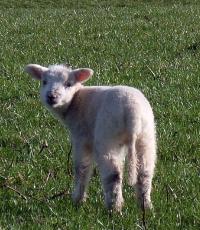 Lligwy Beach Gazing Lamb