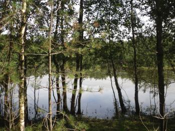 Llyn Parc Mawr - Newborough
Forest