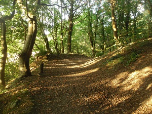 Coed Cyrnol Woods Autumn Walk Menai Bridge