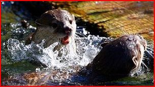 Anglesey Otters