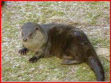 Anglesey Otters