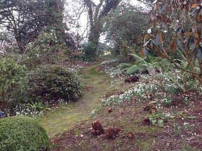 Plas Cadnant Hidden Gardens Spring Snowdrop Field