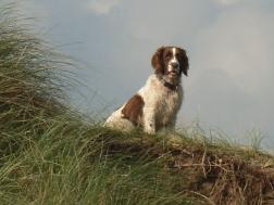 Feral Doggie on lookout for free Meal-Ticket