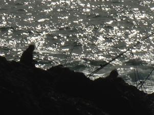 Fishing in Spangly Sunshine