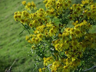 Anglesey County Flower - NOT! Anglesey County Flower - NOT!