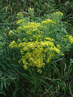 Anglesey County Flower - Ragwort
