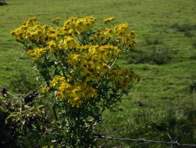 Anglesey County Flower - NOT!