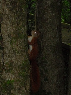 Nant y Pandy Nature Reserve - Red Squirrel Llangefni