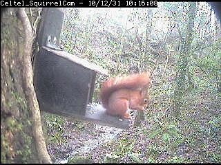 Anglesey Red Squirrel