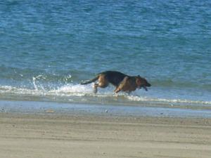 Sandy Beach Speeding Doggie