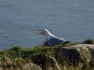 www.anglesey-hidden-gem.com - Angry Seagull Guarding South Stack Lighthouse Anglesey