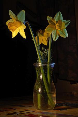 St David's Day - Daffodils
www.anglesey-hdden-gem.com