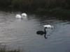 Anglesey Swan Pair