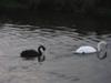 Anglesey Swan Pair