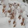 Young beech trees bowed down by snow
