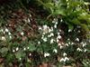 Plas Cadnant Snowdrops