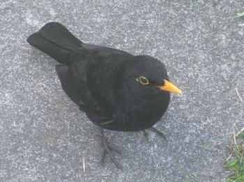 Wendy Steele's Bull Bay Blackbird Buddy Wendy Steele's Bull Bay Blackbird Buddy