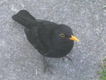 Wendy Steele's Bull Bay Blackbird Buddy