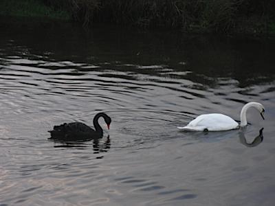 Anglesey Swan Pair