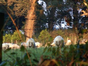 Dulas Bay - Indifferent Sheep