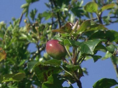 www.anglesey-hidden-gem.com -  Anglesey Apple Tree